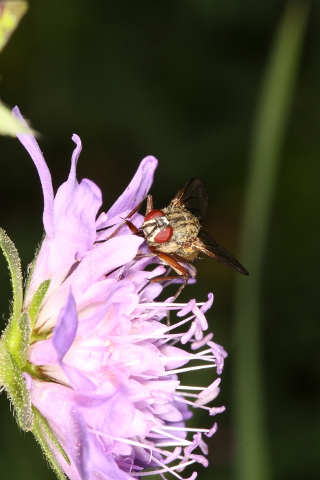 Macro chalet aout 2011 - 044